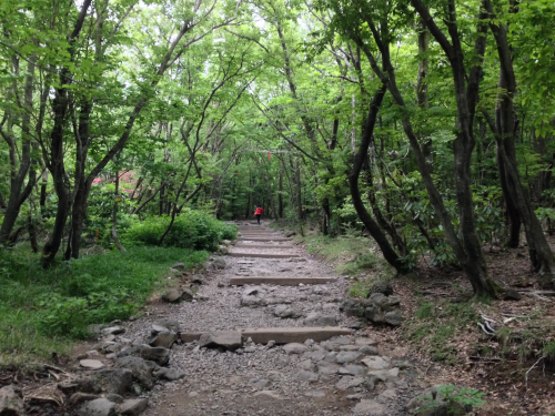 最初はこんな平らな道が続きます。