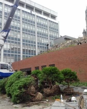 木まで植え替え中です