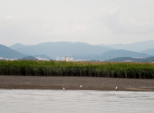 珍しい鳥もいますが、税込み6880円のカメラでは、望遠もここまでです。