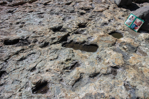 どれが恐竜の足跡か、よくわからなかったです。