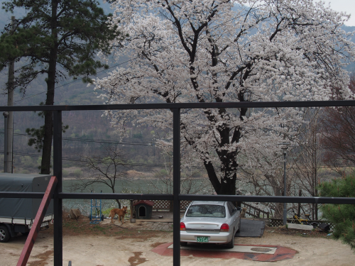 桜の向こうは漢江。ワンちゃんもいる。