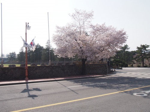同。まだ桜が咲いていた。
