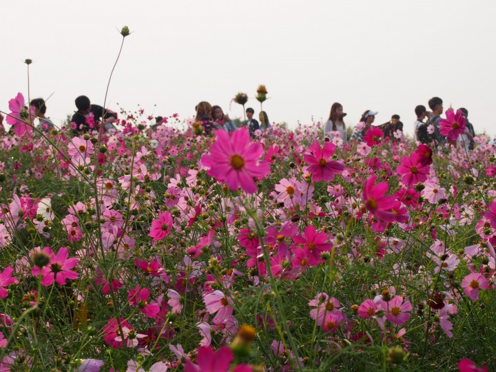 コスモスが満開だ。