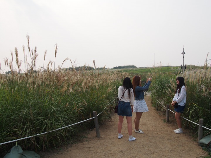 ススキもなかなかいい。