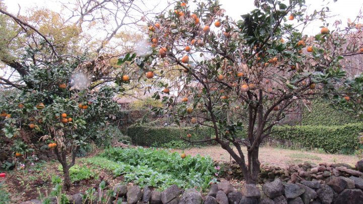 家屋の付近には小さな畑もありました。
