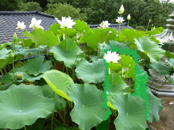 蓮がちょうど綺麗でした。自分で言うのも何ですが、写真加工うまくなりました。人物を消す事に成功。
