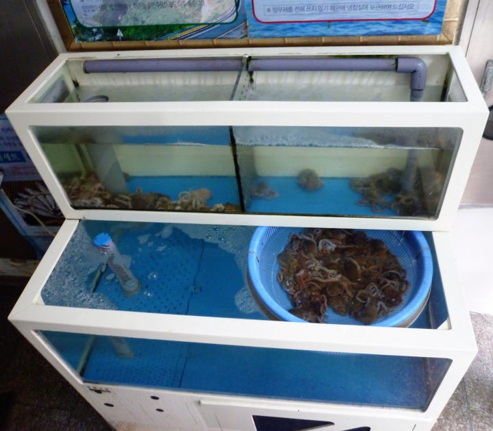 1階の入り口のところに水槽が。タコ??