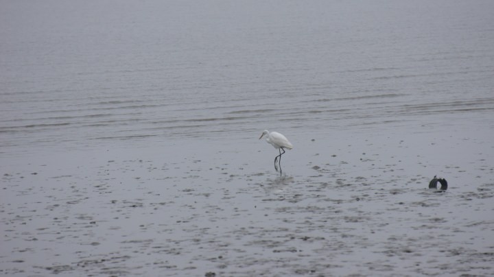 望遠で何とか捉えた白いサギ。ちょうど食事の時間なのか、カモメやサギがあちこちでエサをついばんでいました。