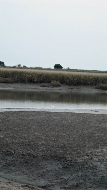 白い鳥があちこちに居ます。