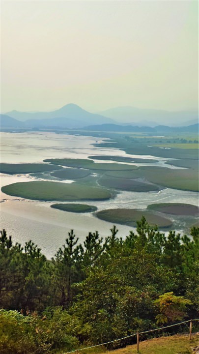 有名な円形の葦の群生。