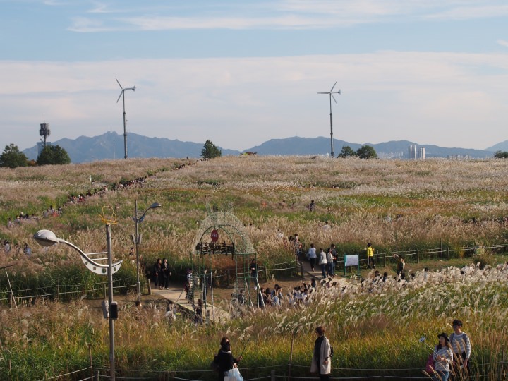 一面のすすき。