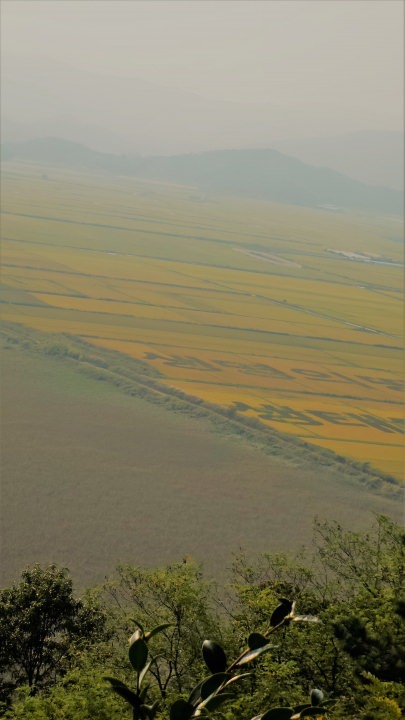 田圃に文字が書いてあります。