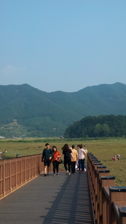 私の語感では「葦原」のほうがしっくりときます。葦原と田圃の絨毯が広がっていました。