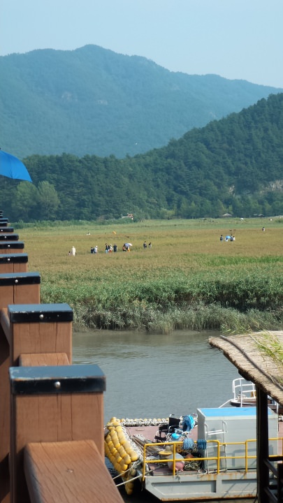 順天湾自然生態公園の葦畑