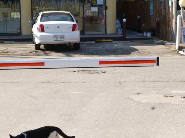 猫ちゃん2匹が日なたぼっこをしていたので、カメラを向けた瞬間、逃げられました。