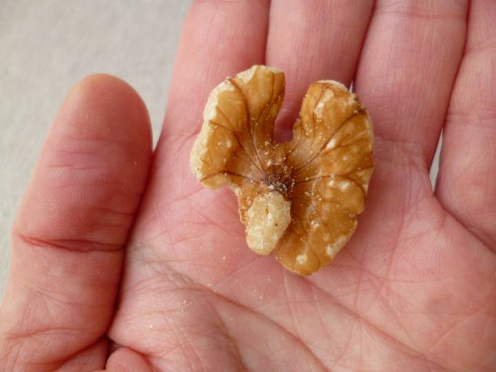 中身のクルミを洗って乾かしました。こんなでっかいクルミが入っています。ニヤリ。