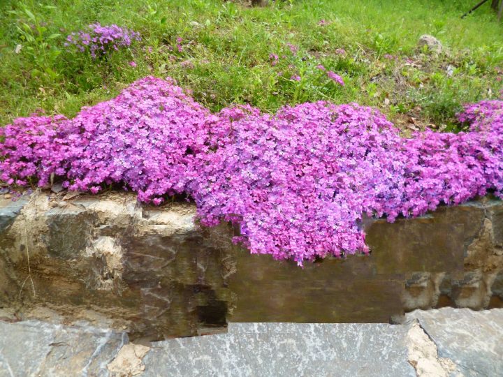 最後に芝桜がちょっとだけ咲いていて、何か嬉しかったです。