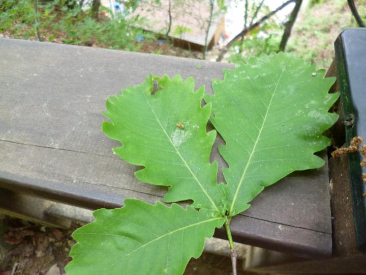 柏の葉かな?と思っていると、アジョシがどんぐりだと教えてくれました。強風で沢山落ちていました。