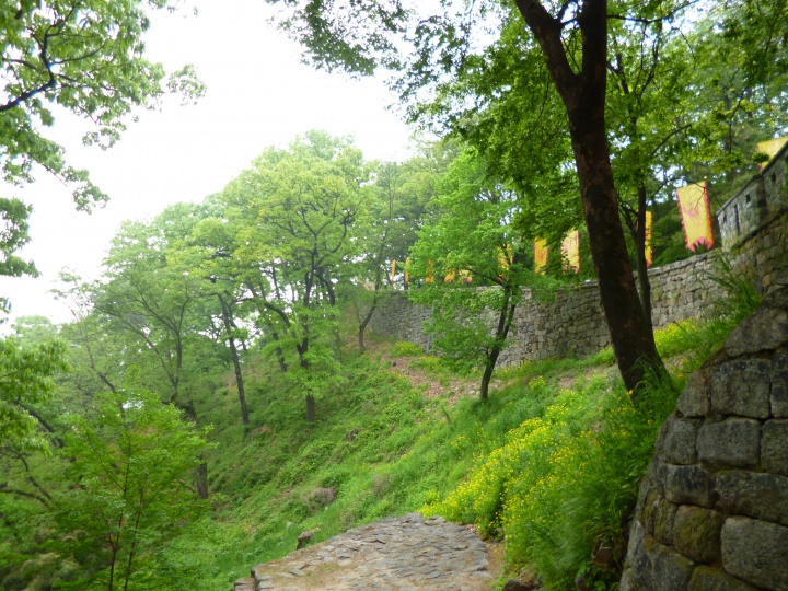 新緑の木々が美しいです。白っぽいのはミセモンジです。これが霧ならなお美しいのですが…