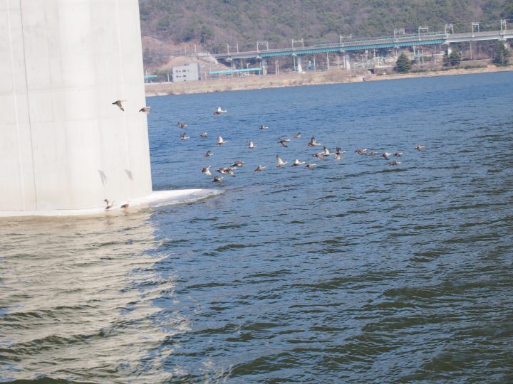 カルガモですか。