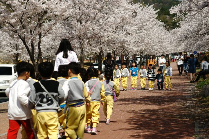 保育園児も桜を楽しんでます。