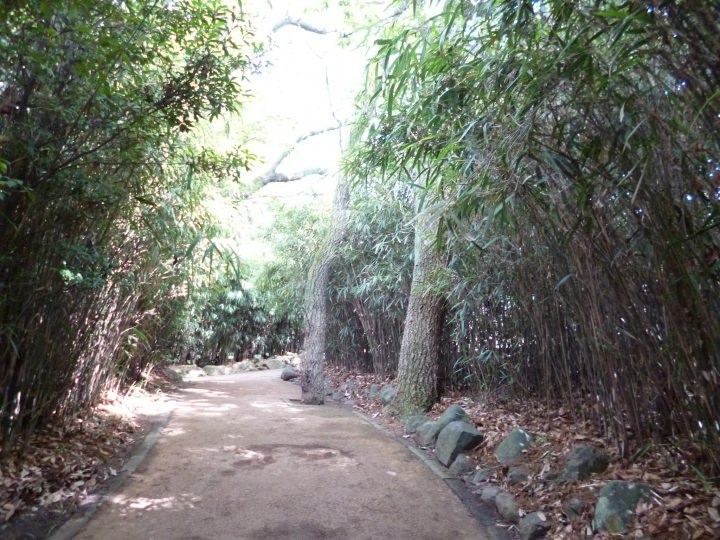 不思議な感じの竹林。素敵ですね。