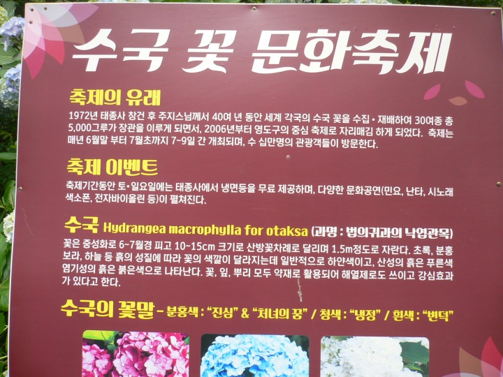 「あじさい文化祭り」の説明に花言葉が書いてある。ピンクは「真心」と「乙女の夢」、青は「冷淡」、白「移り気」。