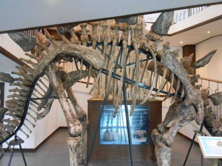 ステゴサウルスの骨、すごいなあ…