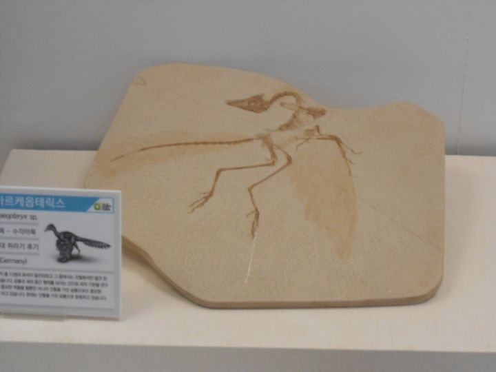 貴重な始祖鳥の化石まで!感動です。