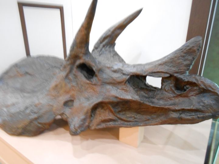 トリケラトプスの骨も巨大。