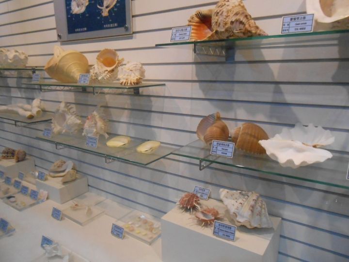 様々な種類の貝がら。