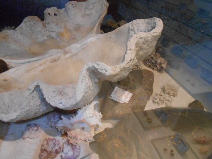 巨大シャコ貝の貝殻…食べたら何人分あるかな?