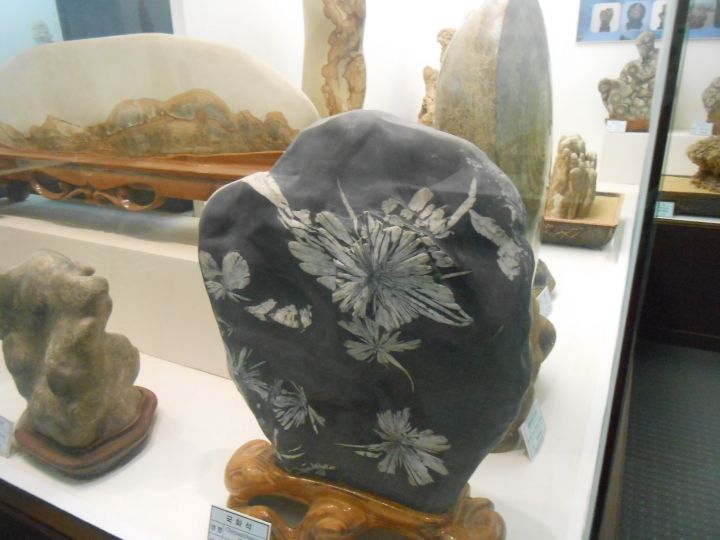 何かの植物の化石。これも大きいサイズに驚きます。