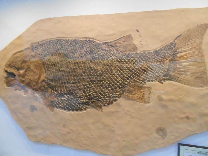 80㎝近くある古代魚の化石…ウロコの1枚1枚まではっきりと分かります。