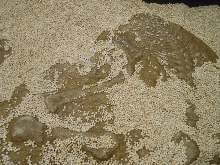 発掘の感覚を学ぶゾーン…木のチップで埋められた場所で子供達が遊びながら体験できるゾーンです。