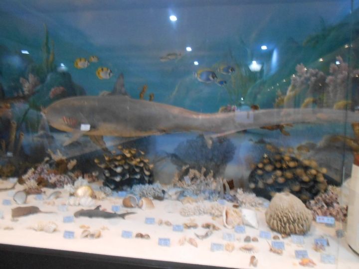 古代ザメ?の展示。