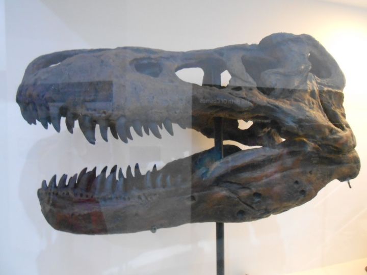 首だけで1m以上あります!食べられたらイチコロです。