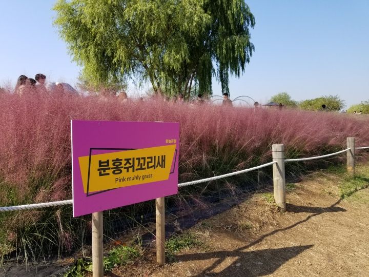 분홍쥐꼬리새　ピンクミューリー