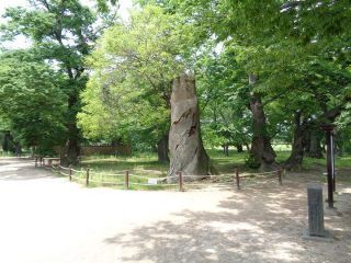 慶州歴史遺跡地区(月城地区・大陵苑地区)の写真アルバム ｜慶州中心部