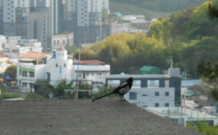 韓国の国鳥カッチもこの辺りの居心地が良いのか、数多く見かけました。近ずいても逃げませんでした。