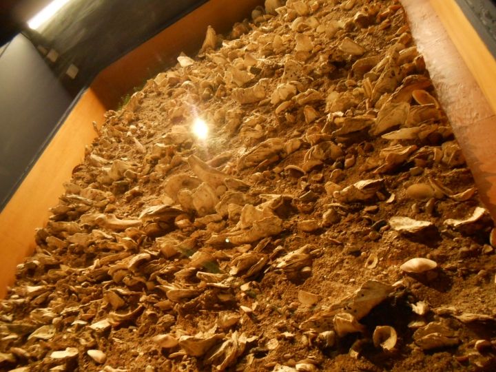 貝塚断面。古代はかなり内陸部まで海だったようで、とても大きな貝殻があり、当時の海の豊かさを感じます。