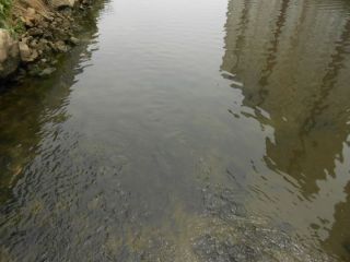 河川工事中の為、水の澱みも多少ありますが、沢山の小魚や鯉が生息しておりました。
