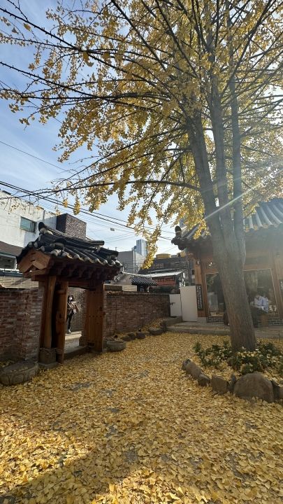 紅葉の季節の写真。