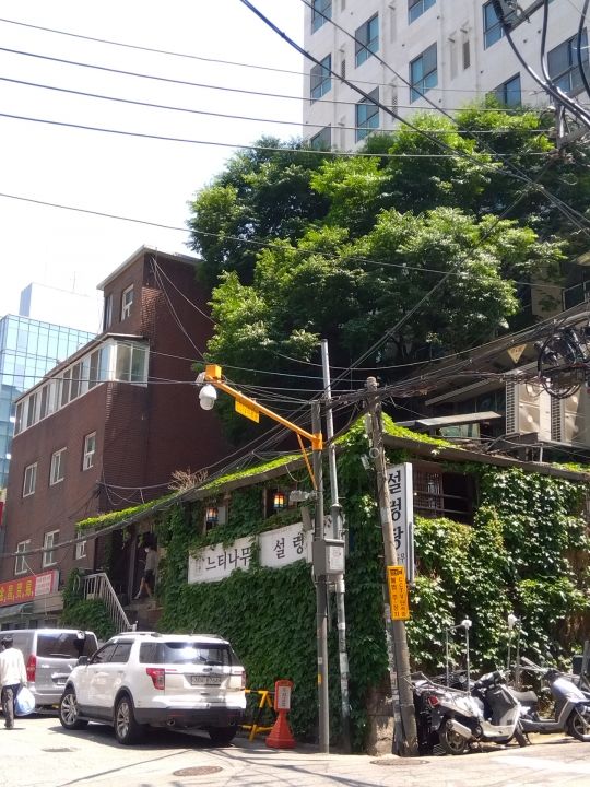 立派なけやきの木