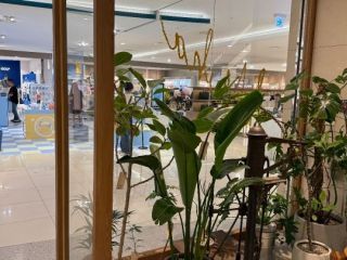 A MUHAフラワーカフェ 現代百貨店大邱店