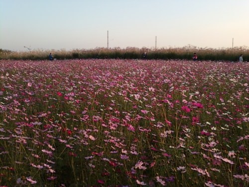 一部コスモス畑も。