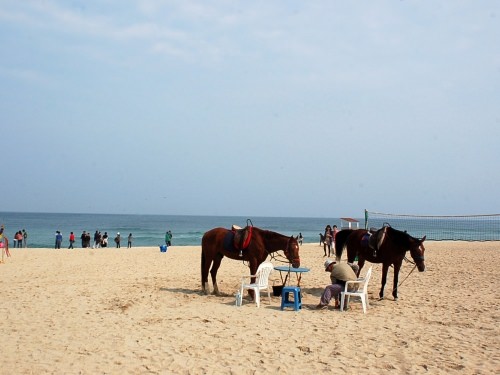 海岸には馬もいました。
