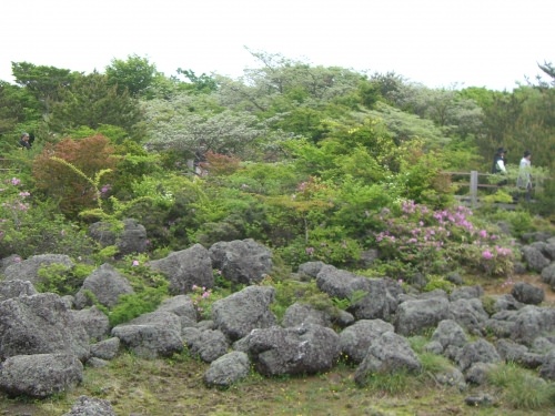 少しつつじが・・・