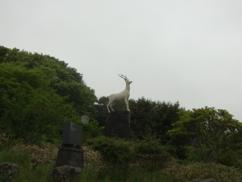 伝説の白い鹿