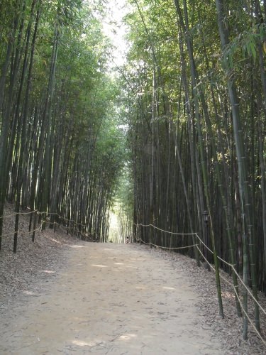 竹林そのものはとても美しいです